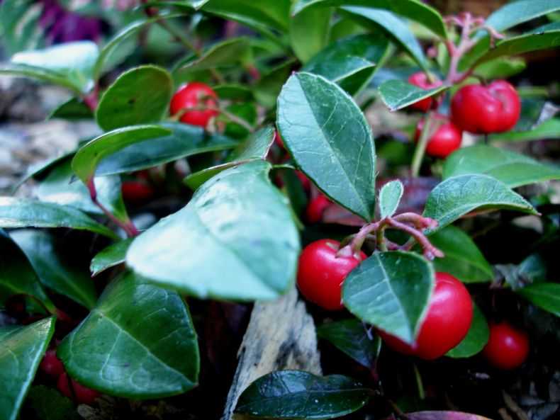 Зимняя ягода гаультерия, выращивание и виды