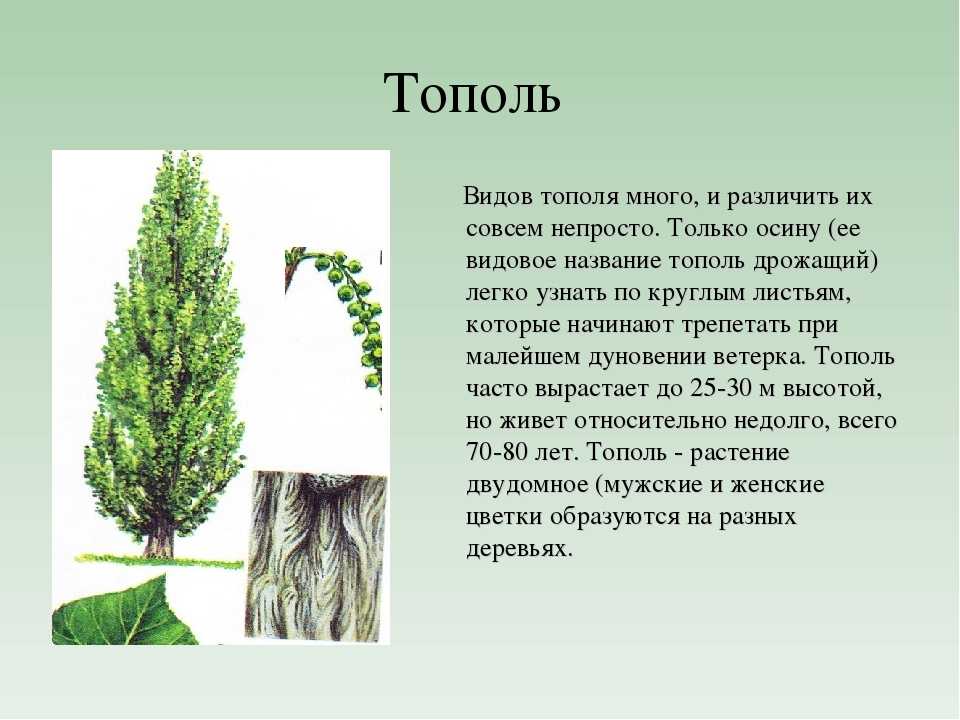 Тополь чёрный, или осокорь - populus nigra | russianpermaculture.ru