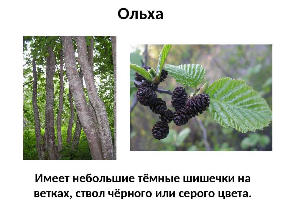 Ольха: фото дерева и листьев, описание