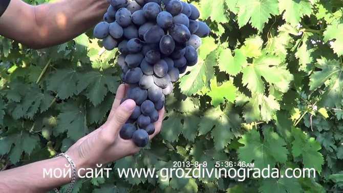 Виноград фуршетный: описание и особенности выращивания сорта