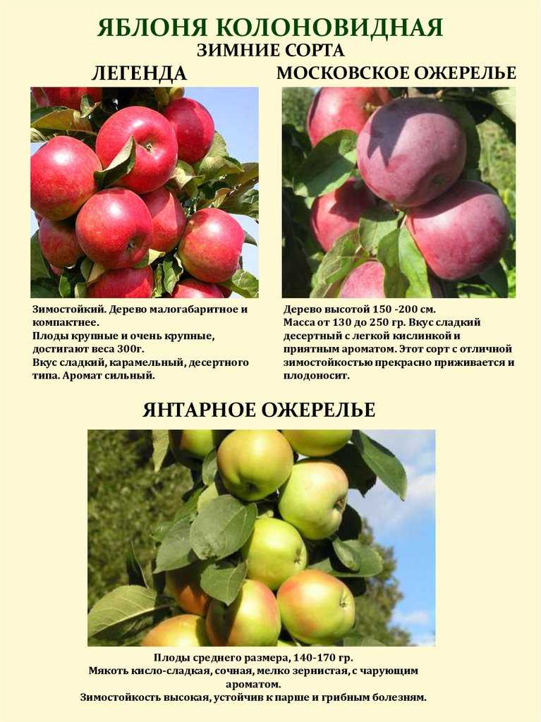 Колоновидная яблоня останкино: описание сорта и характеристики. когда собирать и снимать на хранение? особенности и выращивание, обрезка и сроки созревания