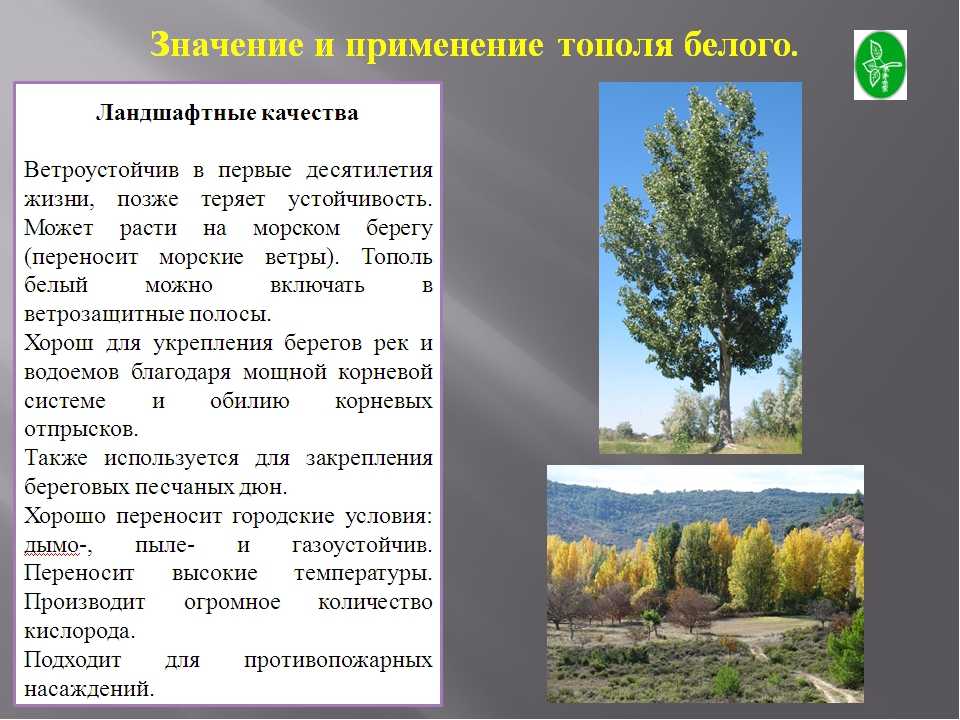Тополь: описание дерева, продолжительность жизни, виды