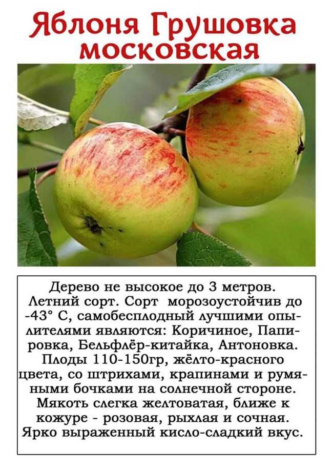 Описание сорта яблони медок 🍎: фото яблок, важные характеристики, урожайность с дерева