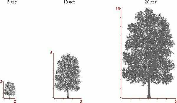 Сколько лет живут березы: время жизни деревьев