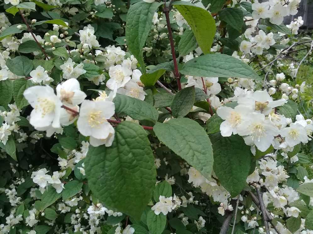 Чем пахнет земляничный жасмин (чубушник) и как его выращивать - сибирский сад