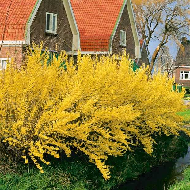 Форзиция: яркий жёлтый кустарник на зависть всем соседям!