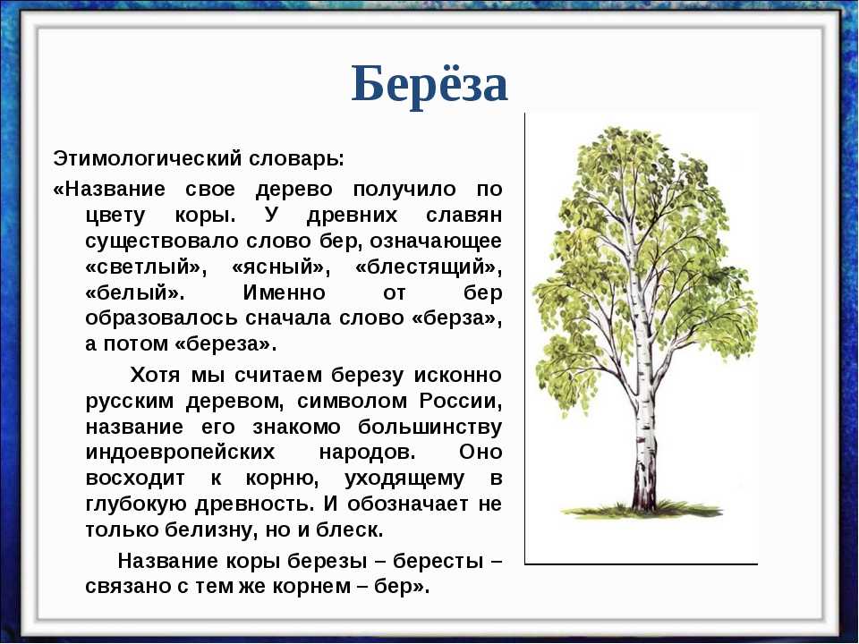 Береза - краткое описание и основные характеристики дерева