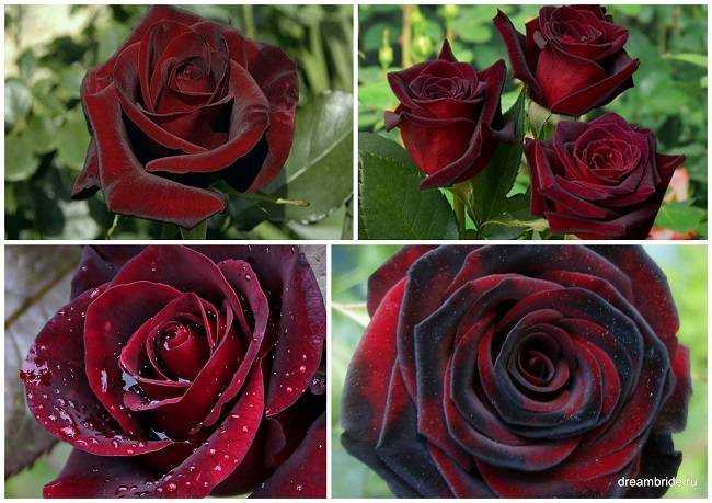 Пионовидные розы: фото, описание сортов, кустовые, белые, красные, розовые, желтые