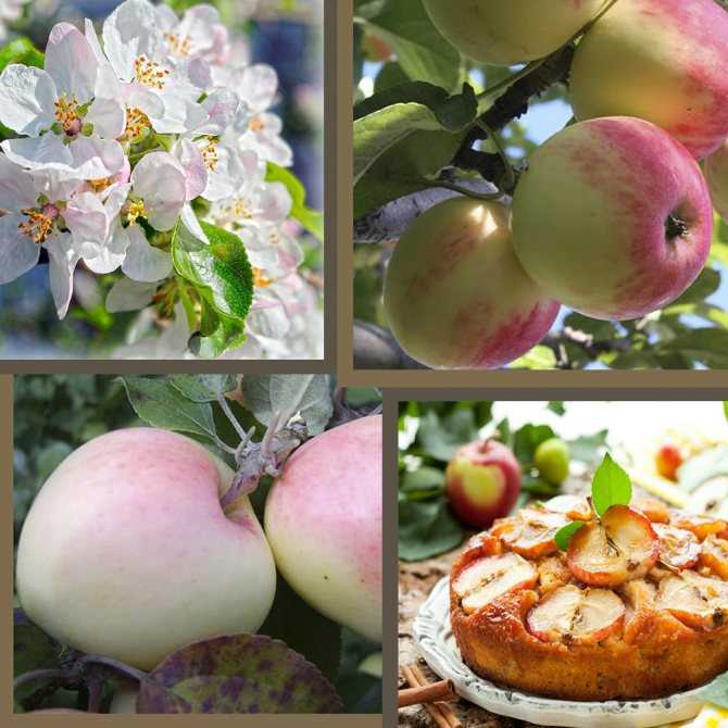 Яблоня июльское черненко: особенности сорта и ухода