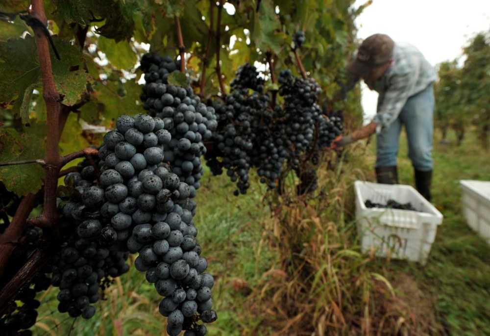 Сорт винограда каберне совиньон: описание, достоинства и недостатки