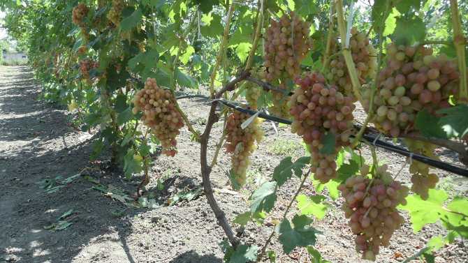 Описание сорта, отзывы и особенности выращивания винограда кишмиш красный