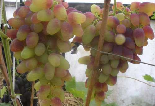 Виноград - 80 фото винных и технических сортов божественной ягоды вынограда