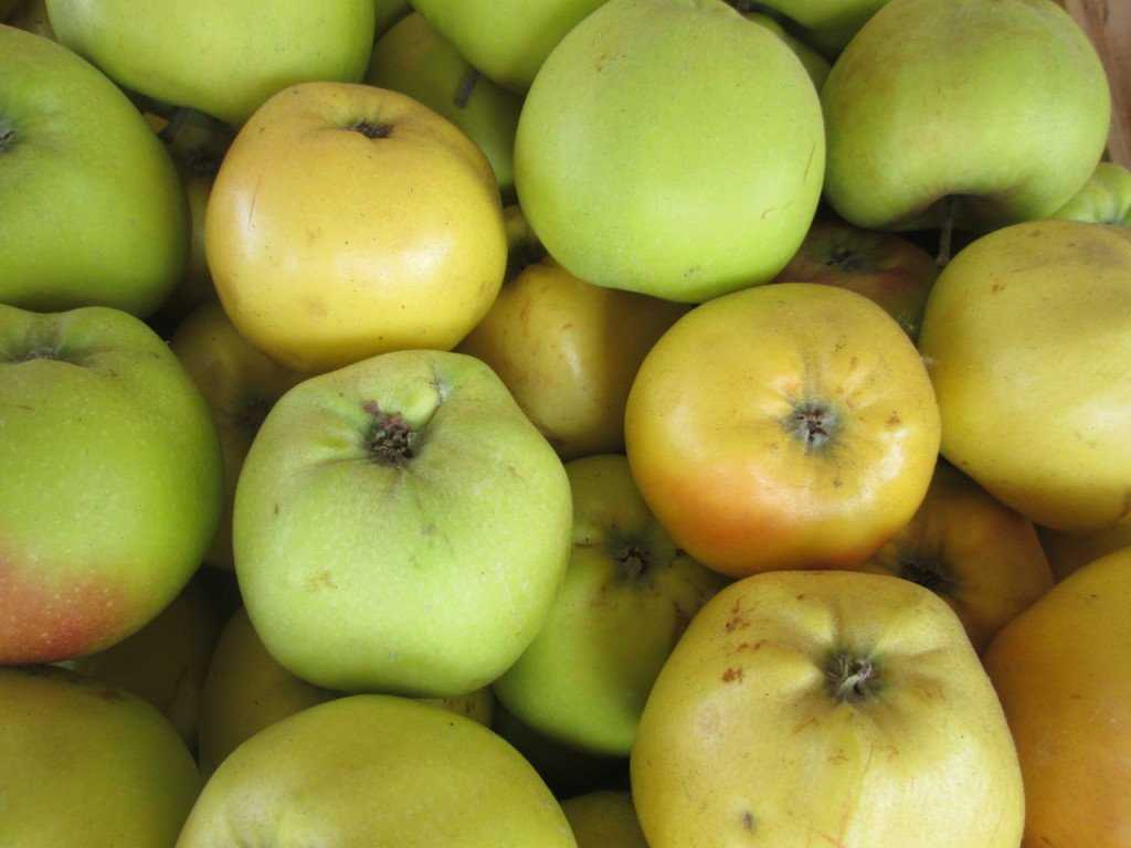 Яблоня антоновка десертная: особенности сорта и ухода