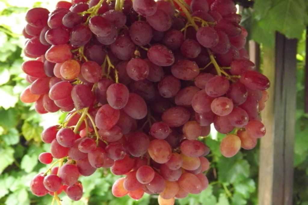 Виноград велес: посадка и уход + подробное описание сорта велес