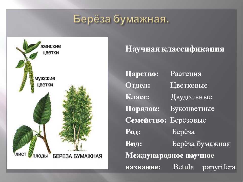 Береза повислая и ее сорта: бородавчатая и плачущая. Описание растений и их название по латыни.