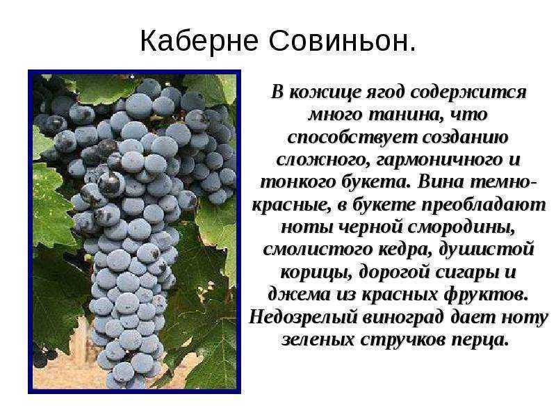 Подробное описание сорта винограда каберне совиньон