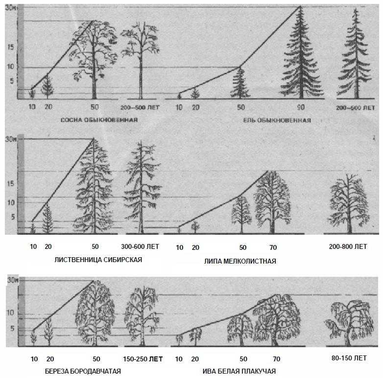 Скорость роста деревьев. таблица роста и последние исследования