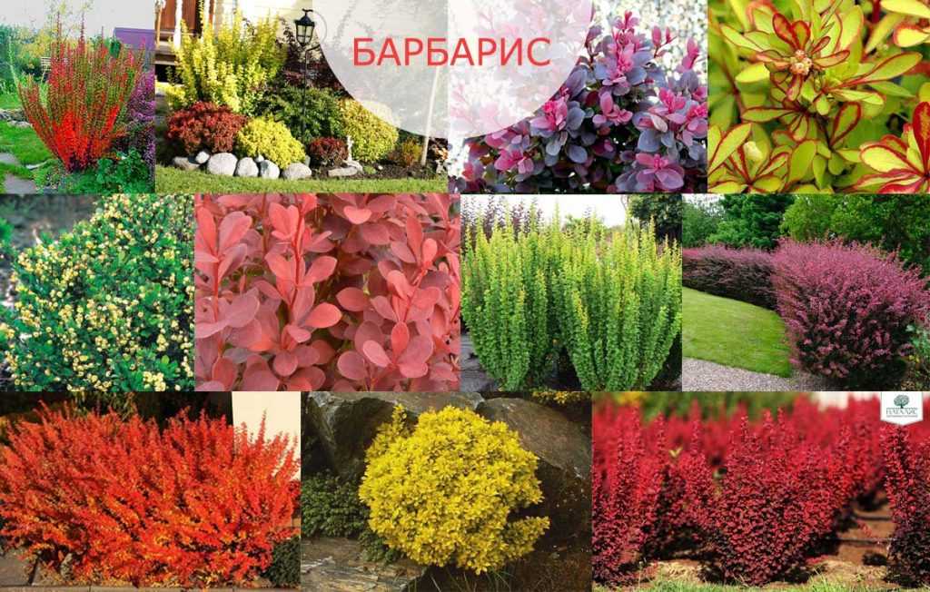 Барбарис — виды, сорта и разновидности кустарника, съедобные сорта, декоративные сорта