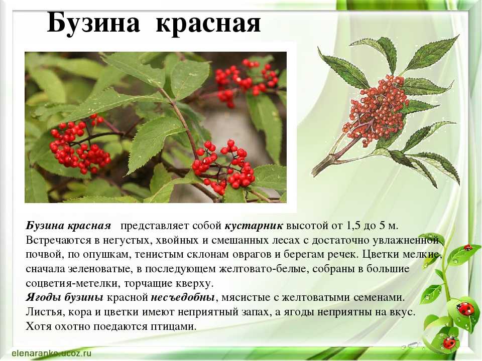 Самые красивые формы и сорта бузины для посадки в сад на supersadovnik.ru