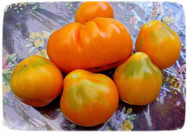 Японский трюфель — особенности томата, отзывы и описание агротехники