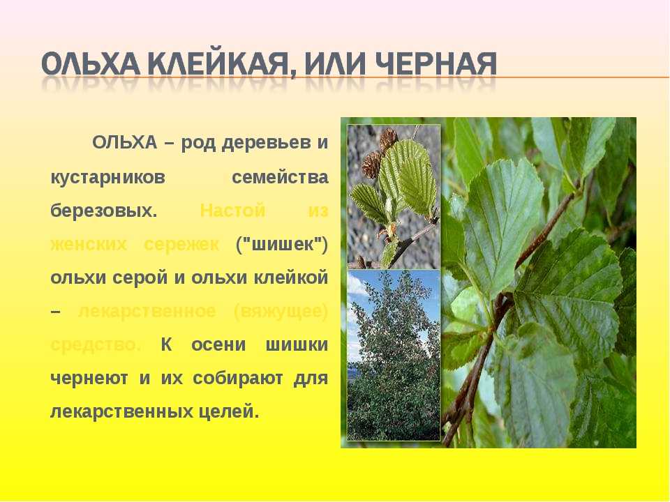 Ольха серая: описание, фото дерева и листьев