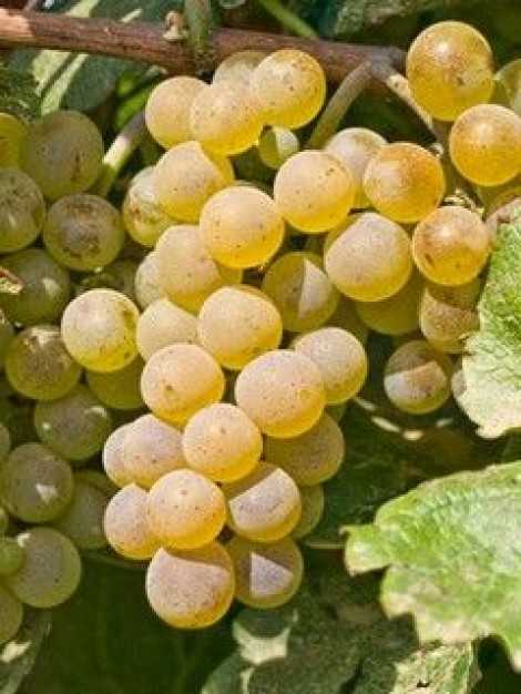 Виноград бианка: описание и характеристики сорта, особенности ухода и фото