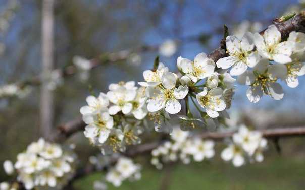 Весенние цветы сибири - фото и названия первоцветов | itonga.ru