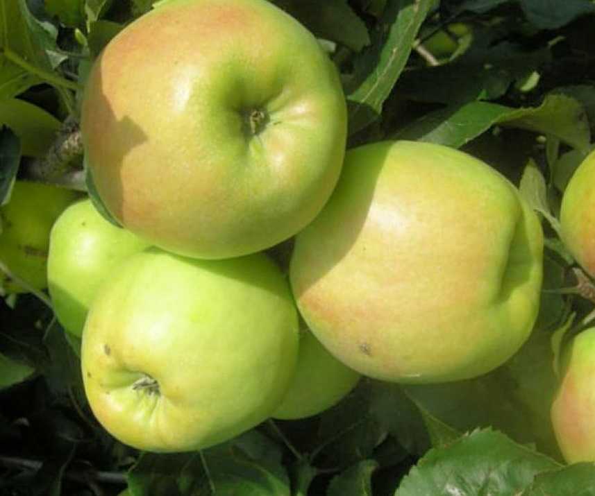 Как вырастить яблони сорта "синап орловский" у своем саду