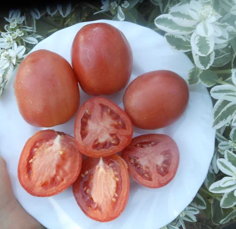 Выращивание томатов новичок розовый: изучаем внимательно