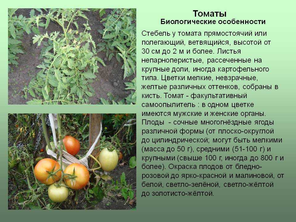Внутреннее строение томата. Морфологическое строение томата. Особенности томата. Томат строение растения. Особенности строения томата.