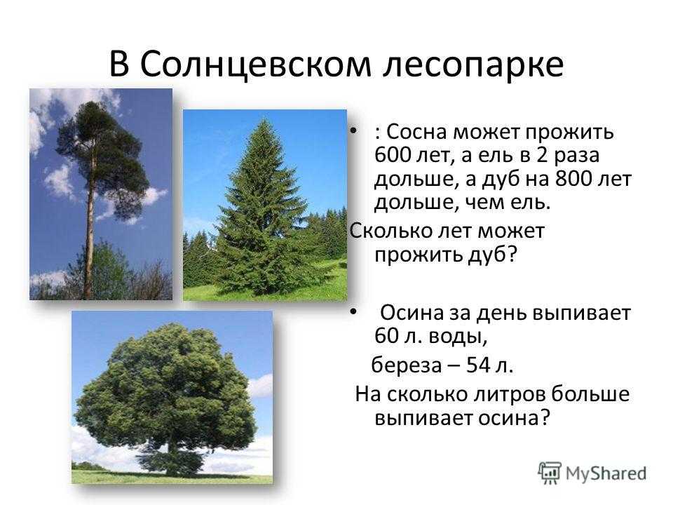 Продолжительность жизни деревьев: таблица и описание