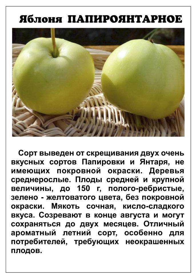 Описание сорта яблони медуница: фото яблок, важные характеристики, урожайность с дерева