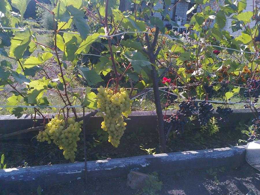 Описание сорта винограда алешенькин, посадка весной, выращивание и уход