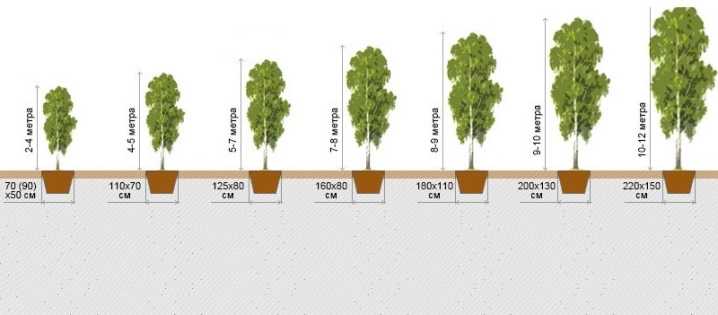 Грецкий орех: сколько лет растет дерево среднего размера, какая продолжительность жизни и скорость роста, как быстро по времени созревают плоды?