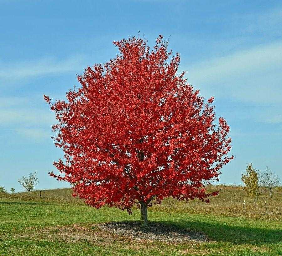 Дуб красный — описание, фото и особенности. уход и выращивание красного дуба