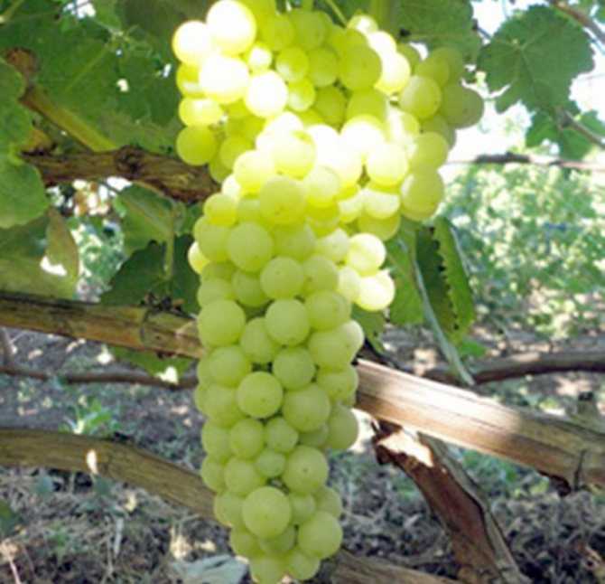 Виноград лора - описание характеристик сорта, уход за сортом лора