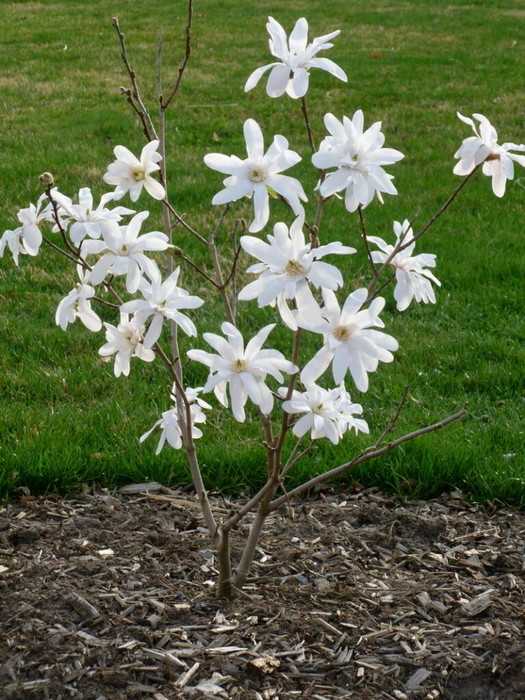Магнолия звездчатая magnolia stellata - журнал садовода ryazanameli.ru