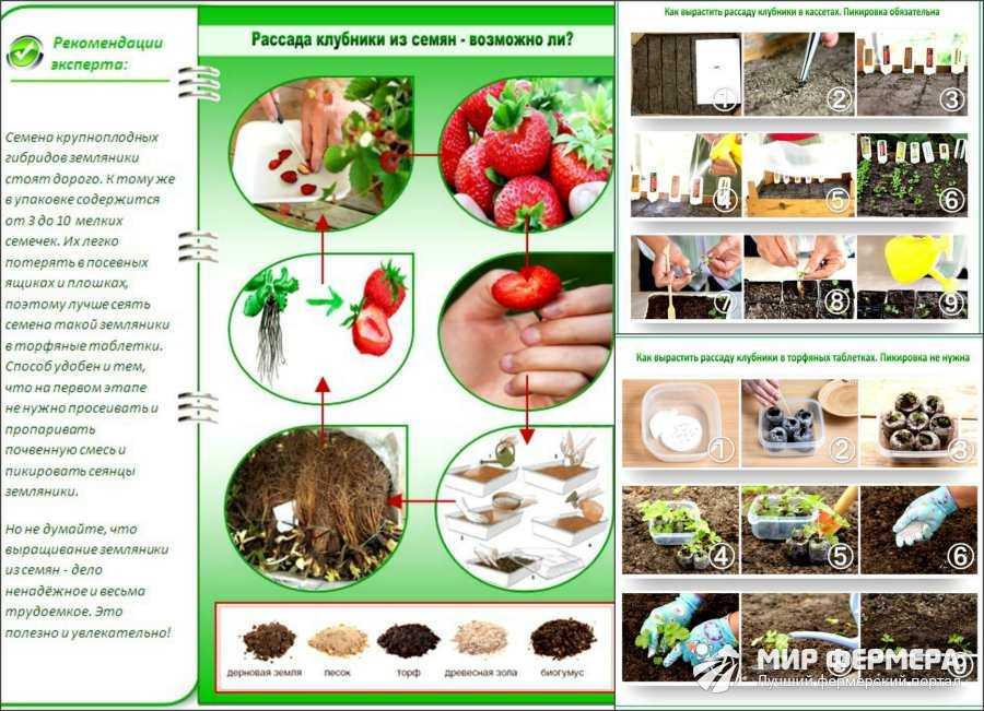 Клубника виктория - обзор и описание сорта, основные отличия и показатели урожайности. характеристики сорта и 130 фото