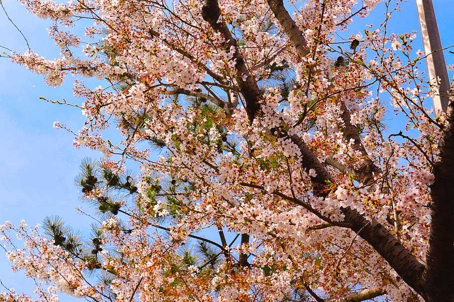Как цветет сосна? 16 фото период цветения сосен в якутии и других местах. как часто она цветет? как выглядит после цветения?
