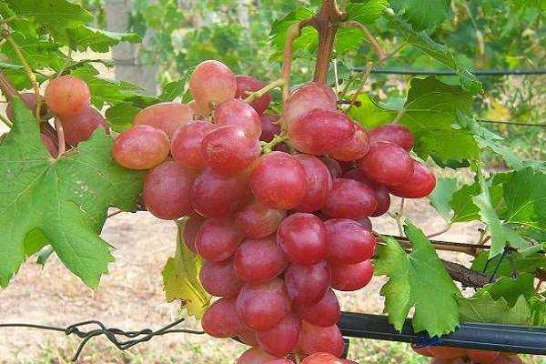 Виноград рубиновый юбилей - особенности ухода и посадки