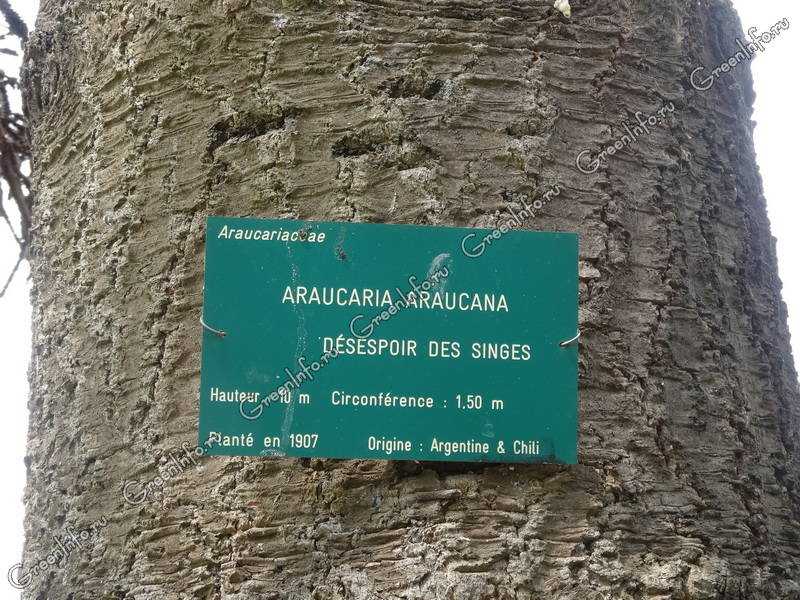 Вечнозеленая хвоя араукария чилийская