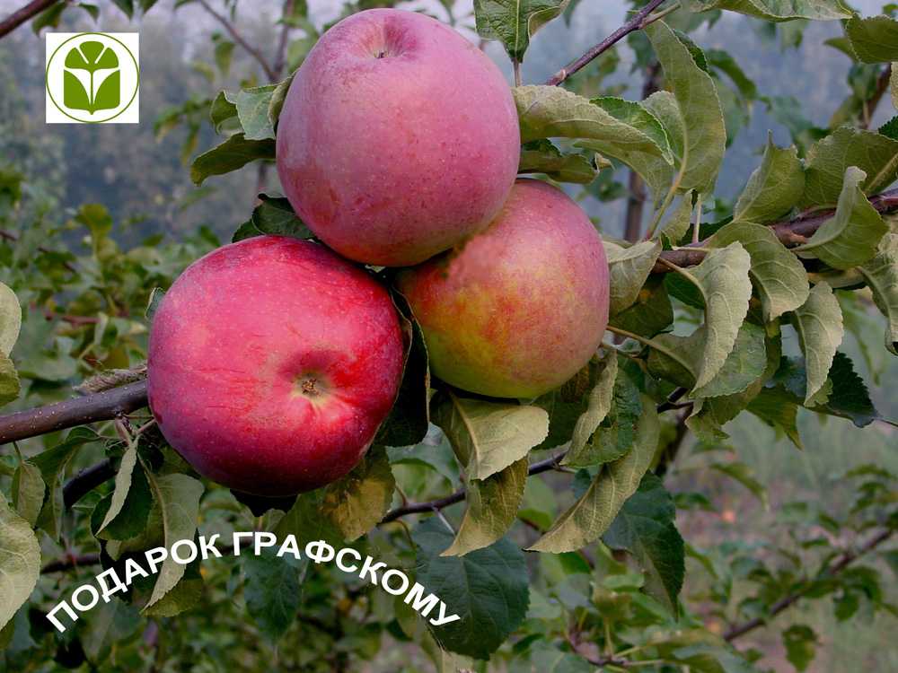 Описание сорта яблони подарок графскому: фото яблок, важные характеристики, урожайность с дерева