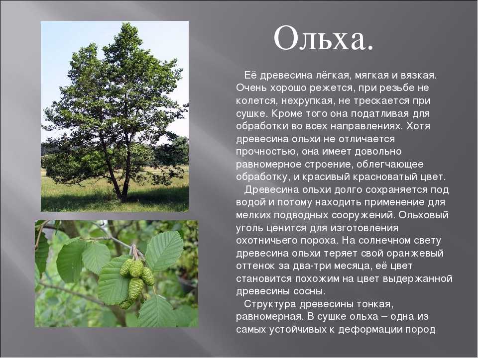Ольха: описание дерева, места произрастания, виды