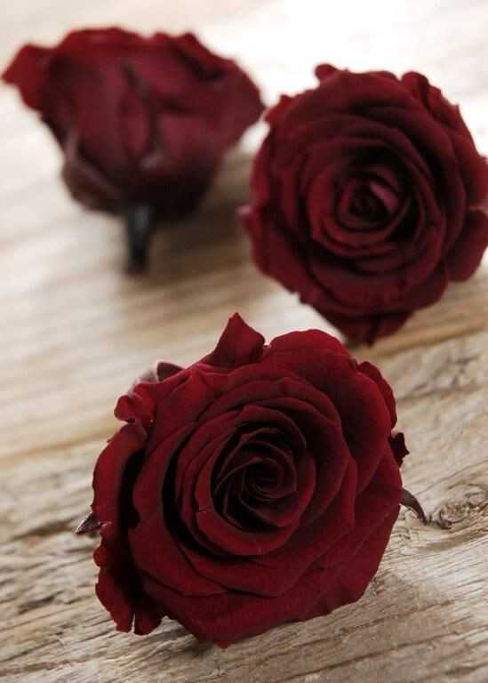 Пионовидные розы: описание и фото лучших сортов