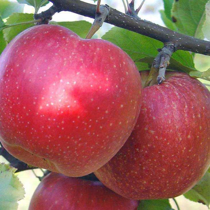 Яблоки джонатан: описание сорта, рекомендации по уходу за яблоней, как выглядит на фото, какова морозостойкость и другие характеристики, где выращивают?