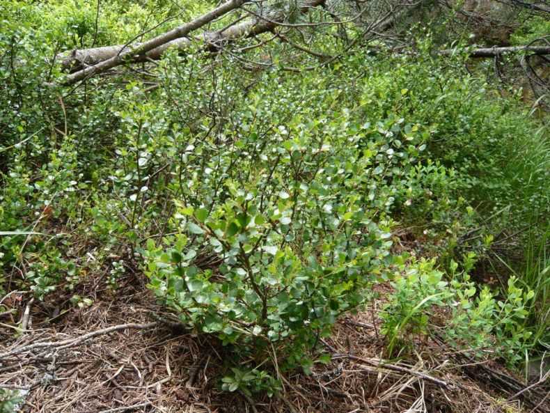 Карликовая берёза — где растёт дерево, его популярные сорта