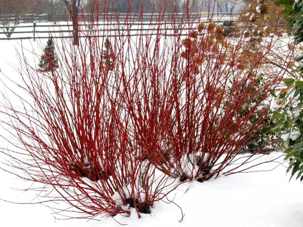 Дерен красный, правила ухода за растением и подготовка к зимнему периоду