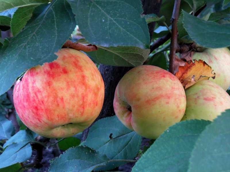 Описание сорта яблони боровинка: фото яблок, важные характеристики, урожайность с дерева