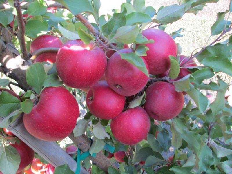 Как правильно проводить обрезку колоновидных яблонь летом и осенью
