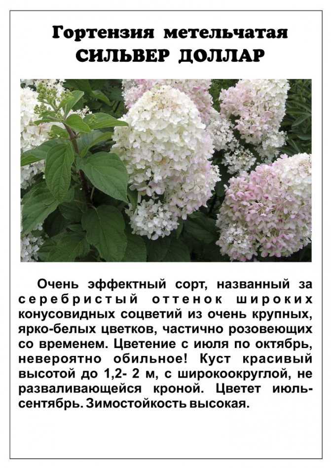 Виды и сорта гортензий (122 фото): садовые гортензии для российских садов, описание разновидностей «саммер сноу» и «скайфолл», «мэджикал файер» и других